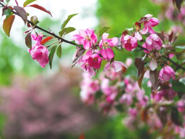 Yağmurdan sonra çiçek açan elma ağacının bahar arkaplanı. Seçici odak.