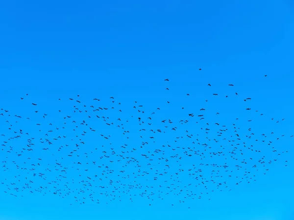 Den Vackra Bilden Den Blå Himlen Med Flocken Flygande Fåglar — Stockfoto