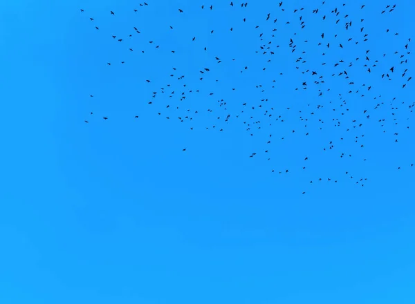 春の空飛ぶ鳥の群れと青い空の美しい写真 — ストック写真