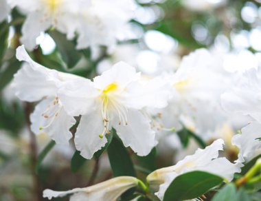 Beyaz açelya çiçeğinin bahar ya da yaz arkaplanı tamamen çiçek açmış..