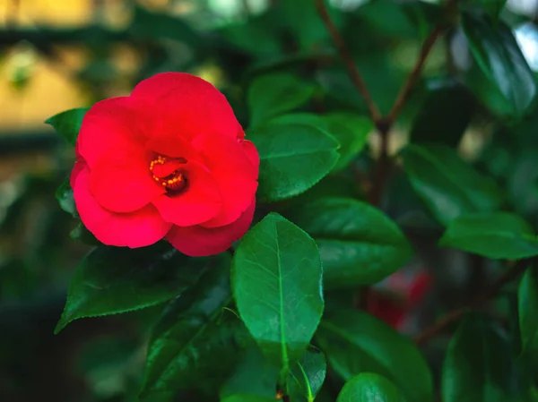 El fondo de primavera o verano de la flor de azalea roja en plena floración con el espacio para su texto. Enfoque selectivo. Hermoso desenfoque. —  Fotos de Stock