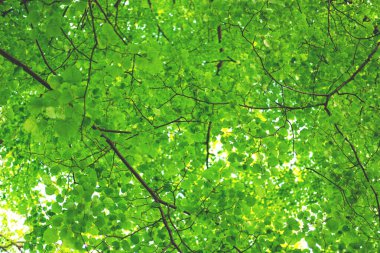 ıhlamur ağacının genç bahar yapraklarının yeşil ve taze arka planı. Seçici odaklanma. Bulanık arkaplan.