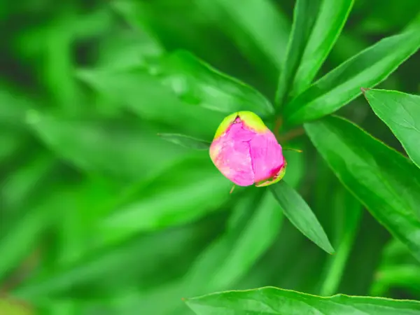 Bulanık Yeşil Arka Planda Genç Şakayığın Güzel Düğmesi Doğada Yaşamın — Stok fotoğraf