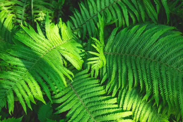 Den Friska Våren Eller Sommargröna Bakgrunden Till Närbild Ormbunksbladen Selektiv — Stockfoto