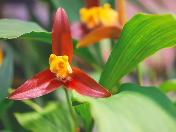 Il fiore bello del orchid nel giardino botanico con lo sfondo sfocato per il vostro disegno. — Foto Stock