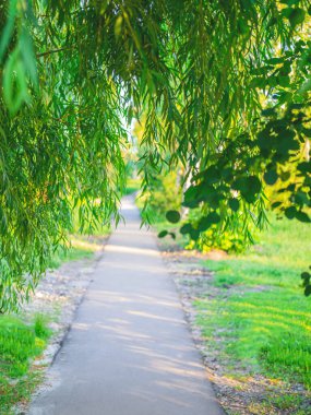 Söğüt ağacının içinden geçen patika parktaki yapraklar. Yeni başlangıcın konsepti. Güzel bahar ya da yaz arkaplanı.