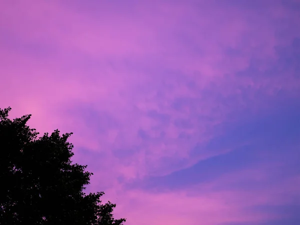 Die schönen violetten Wolken am Himmel am Sonnenuntergang mit einem kleinen Stück des Baumes. Der natürliche, lebendige Neon-Hintergrund. — Stockfoto