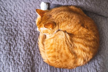 Gri yatak örtüsünün üzerinde uyuyan kırmızı kedi.