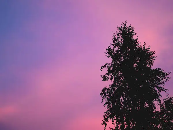 Die violetten Wolken am Himmel am Sonnenuntergang mit einem kleinen Stück des Baumes. Der natürliche, lebendige Neon-Hintergrund. — Stockfoto