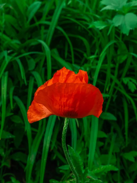 The closeup of the beautiful red poppy flower in the grass, spring background. — Stock Photo, Image