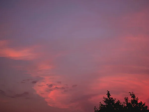 Τα όμορφα ροζ σύννεφα στον ουρανό στο ηλιοβασίλεμα με ένα κομμάτι του δέντρου. — Φωτογραφία Αρχείου