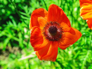 Çimenlerdeki güzel kırmızı gelincik çiçeğinin yukarıdaki görüntüsü, yaz arkaplanı..