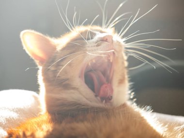 The cute yawping red cat in the sunbeam.