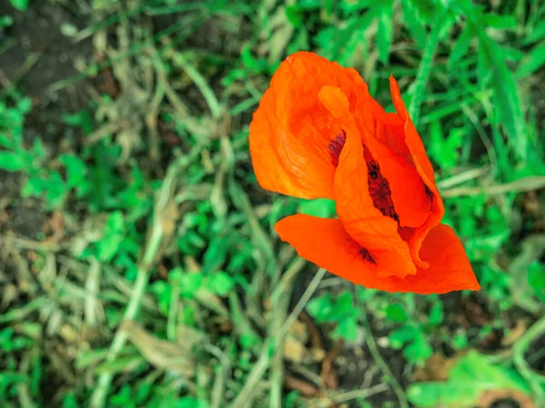 草の中の美しい赤いケシの花の上からの眺め 春か夏の背景 生命力と統一性の概念 — ストック写真