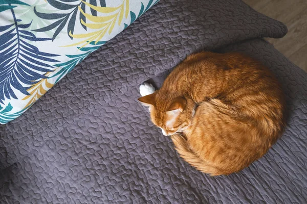 Χαριτωμένη Κοιμισμένη Κόκκινη Γάτα Στο Γκρι Κάλυμμα Του Κρεβατιού — Φωτογραφία Αρχείου