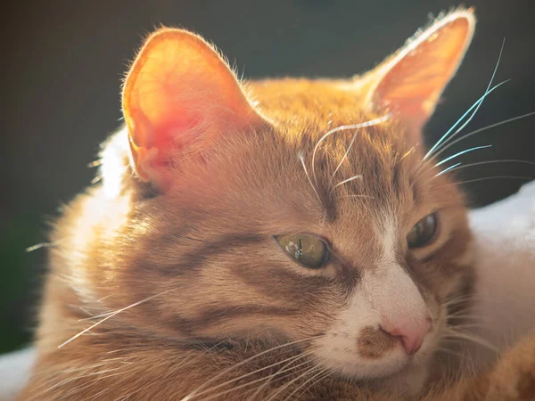 Güneş ışığındaki kırmızı kedi ileriye bakıyor.. — Stok fotoğraf