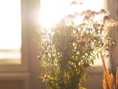 Pencerenin önündeki tarladan gelen papatya sürüsü..