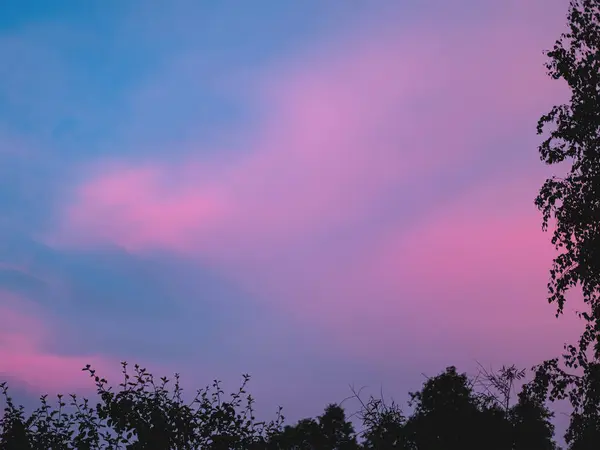 Las hermosas nubes rosadas en el cielo al atardecer con las copas de los árboles. — Foto de Stock