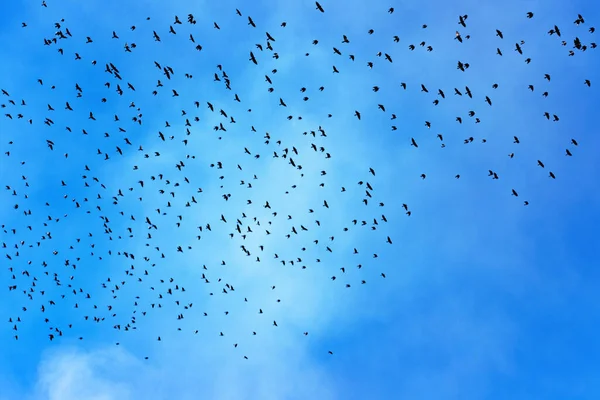 Der blaue Himmel mit dem Schwarm der fliegenden Vögel im Frühling oder Herbst. — Stockfoto