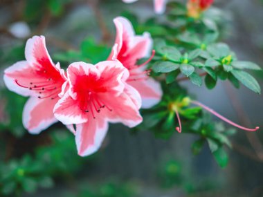 Pembe açelyanın güzel çiçek arkaplanı tamamen çiçek açmış, bulanık odaklı..