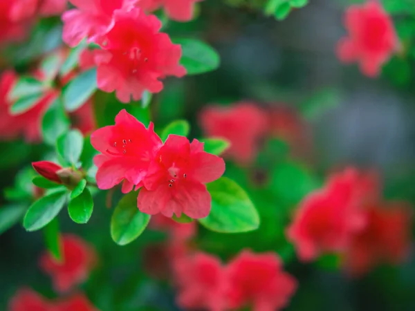 Den vackra blomman bakgrund av den röda azalea i full blom, selektiv fokus. — Stockfoto