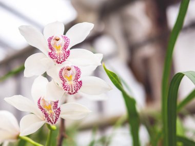 Tasarımın için bulanık arkaplanı olan güzel orkide çiçeği. Taze ve parlak bahar veya yaz arkaplanı.