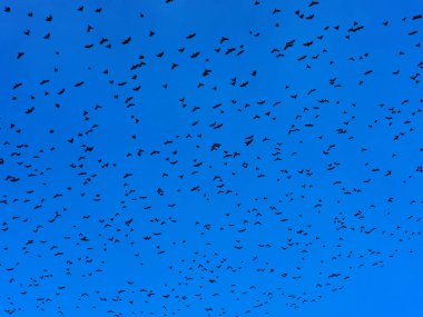 Mavi gökyüzünün güzel resmi. Baharda ya da sonbaharda uçan kuşların sürüsü..