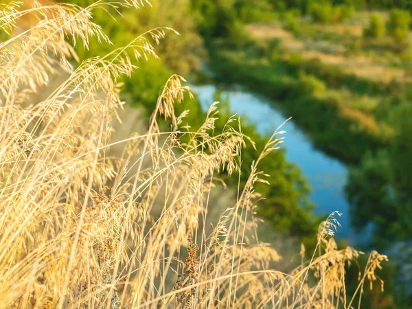 Het Beutiful Rustige Uitzicht Het Spikelet Met Rivier Groene Bomen — Stockfoto