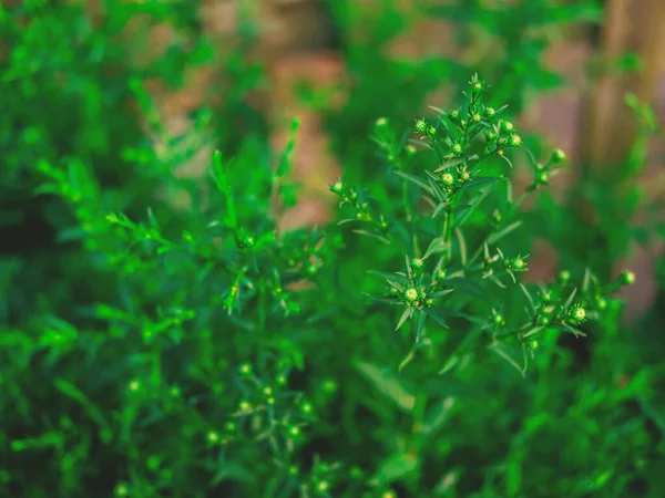 Den djupa gröna bakgrunden av asterblomman i början av blomningen. — Stockfoto