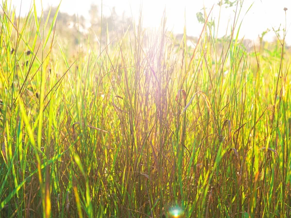 De prachtige achtergrond van het gras in het veld met de zonnestralen erin. — Stockfoto