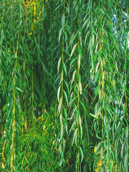 O belo close-up das folhas do salgueiro como um fundo natural. Fotos De Bancos De Imagens Sem Royalties