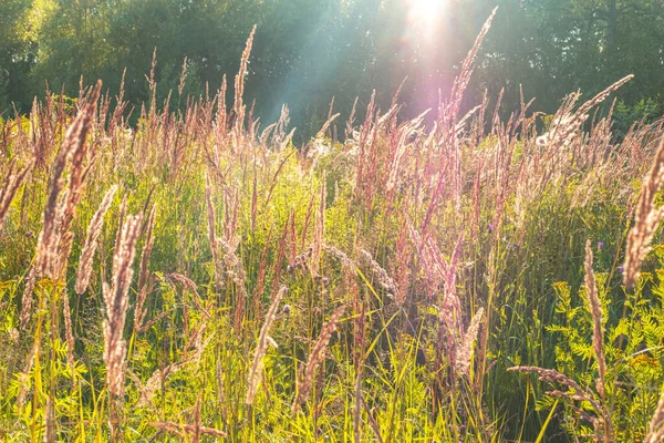 De prachtige achtergrond van het gras in het veld met de zonnestralen erin. — Stockfoto