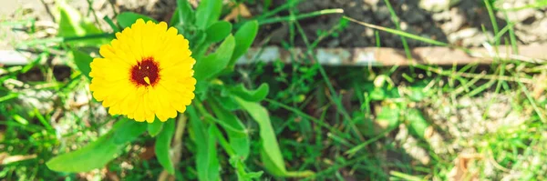 The solitude flower of yellow calendula on the rural earth, as if smiling. — Stock Photo, Image