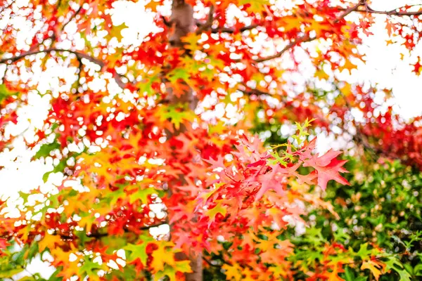Bela Árvore Ácer Vermelho Laranja Deixa Closeup Dia Ensolarado Fundo — Fotografia de Stock