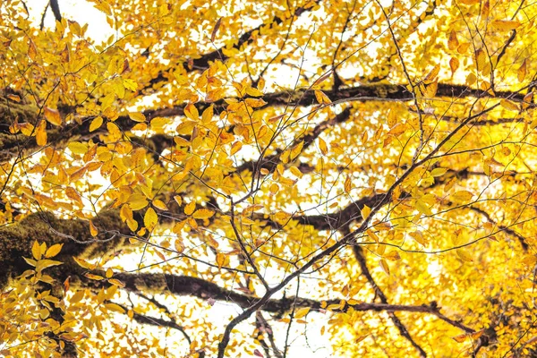Árvore de ulmus amarelo bonito deixa closeup em um dia ensolarado, fundo de outono. — Fotografia de Stock
