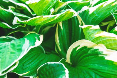 Taze yaprakların üzerinde güzel, yeşil ve beyaz bitki arkaplanı.