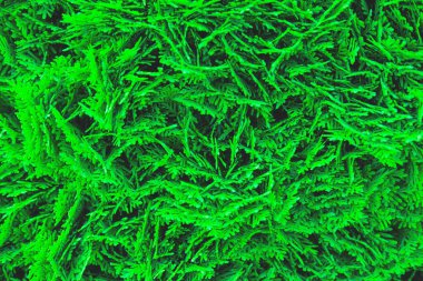 Her zaman yemyeşil olan thuja dalları yeni yıl arkaplanı olarak sığ bir odak noktasıyla düzlüğü kapatıyorlar..