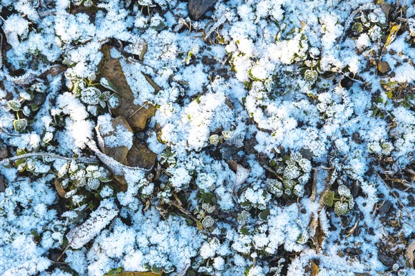 Prachtige Close Van Besneeuwde Glade Zon Schilderachtige Winterse Achtergrond Selectieve — Stockfoto