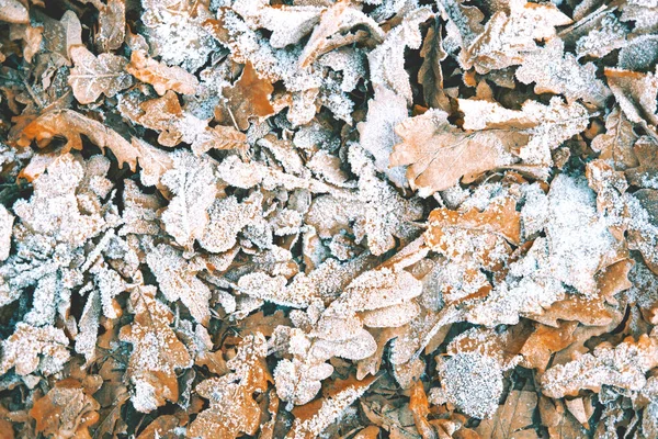 Den Vackra Närbilden Den Snöiga Gläntan Höstens Bruna Blad Den — Stockfoto