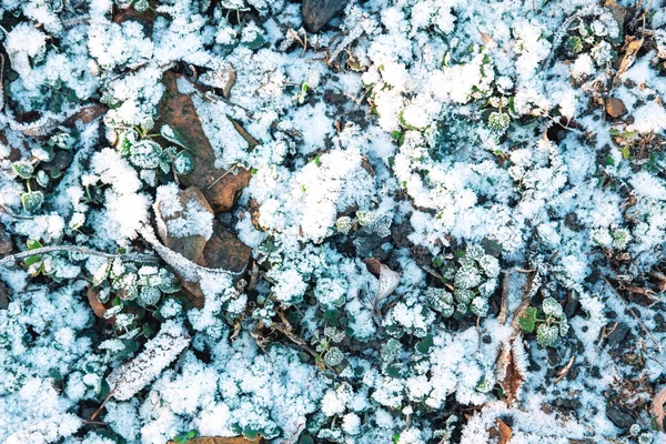 Den pittoreska närbild av snöig glänta i solen, vinter bakgrund. — Stockfoto