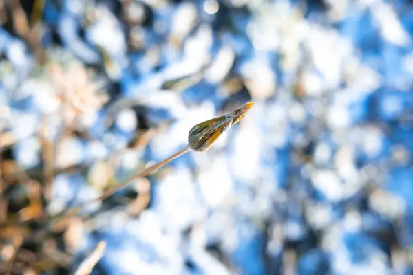 The picturesque closeup of the snowy blowball in the sun, winter background. — Stock Photo, Image