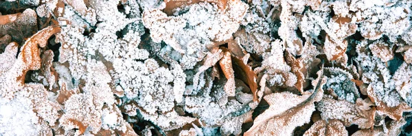 El pintoresco primer plano del claro nevado sobre hojas marrones, fondo de invierno. — Foto de Stock
