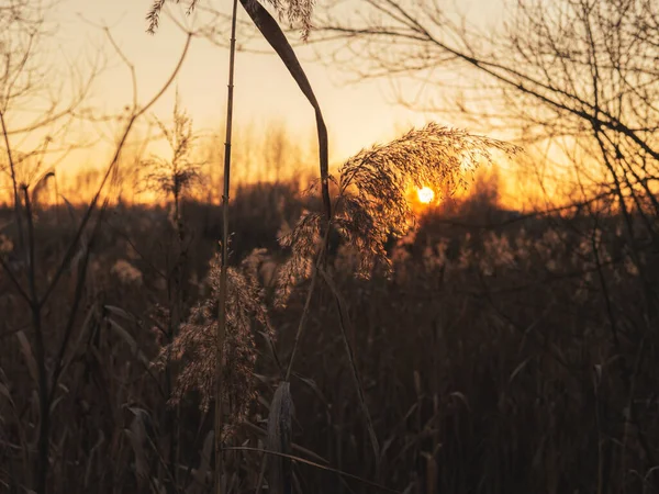 Prachtige immortelle tak bij zonsondergang aan het begin van de winter. — Stockfoto