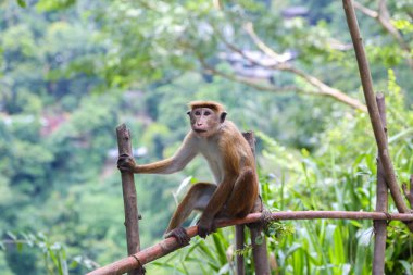 Ağaçta oturan Macak Maymunu. Eğlenceli maymunlar. Shri Lanka 'da vahşi yaşam.