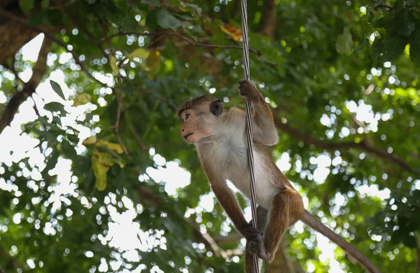 Mono Macaco Sentado Árbol Divertidos Monos Vida Silvestre Shri Lanka — Foto de Stock