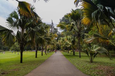 Kandy, Shri Lanka - 25 Ocak 2013: Yağmurlu bir günde kraliyet botanik bahçeleri. Palmiye yolu.
