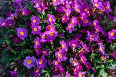 Bahar Mor Çiçekleri İlkbahar Bahçesinde Yıllık Çiçekler veya Primula. İlkbaharda çuha çiçekleri. Çiçek bahçesinin güzel renkleri.