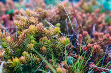 Bahar renkli yosun filizi ve güneşli bir bahçede bitkiler.