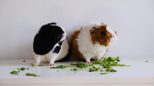 两只可爱的小豚鼠是最受欢迎的宠物.宠物护理概念. — 图库视频影像
