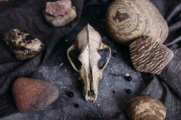 Vieux crâne de chien et pierres sur la table des sorcières. Atmosphère sombre et mystérieuse. — Photo